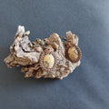 Oval Picture Jasper earrings